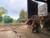Blick auf Bullen in einem Bauernhof in Krielow
