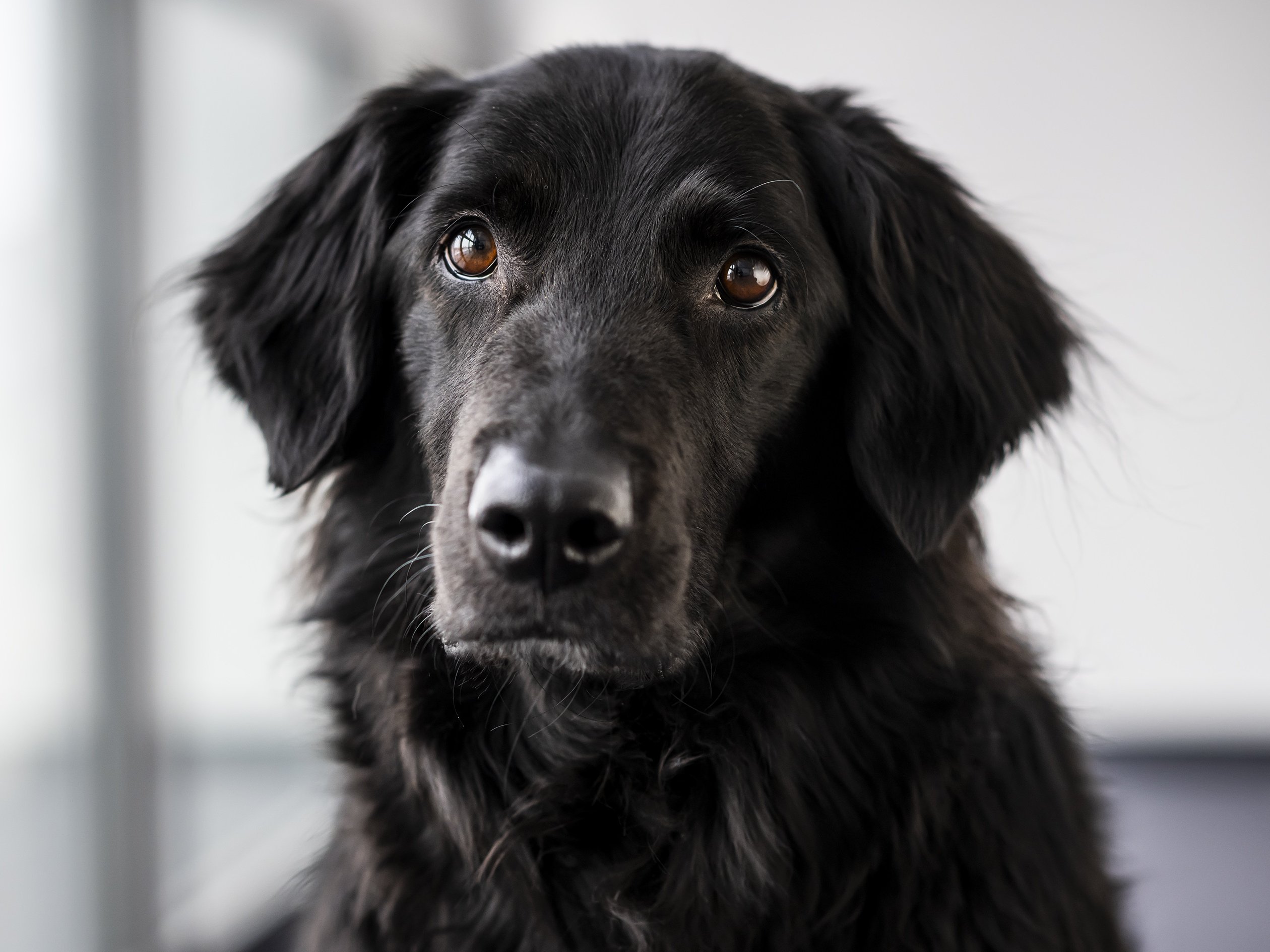 Porträtfoto Bürohund Manni (schwarzer Labrador-Mischling)