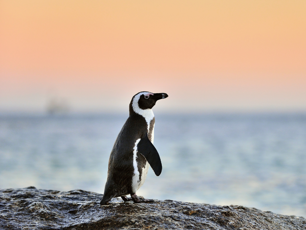Pinguin am Meer