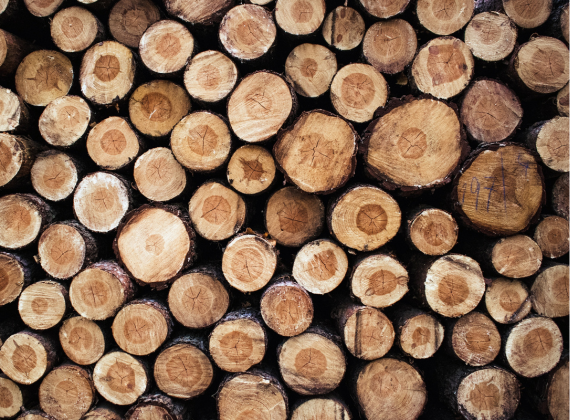 Baumstämme