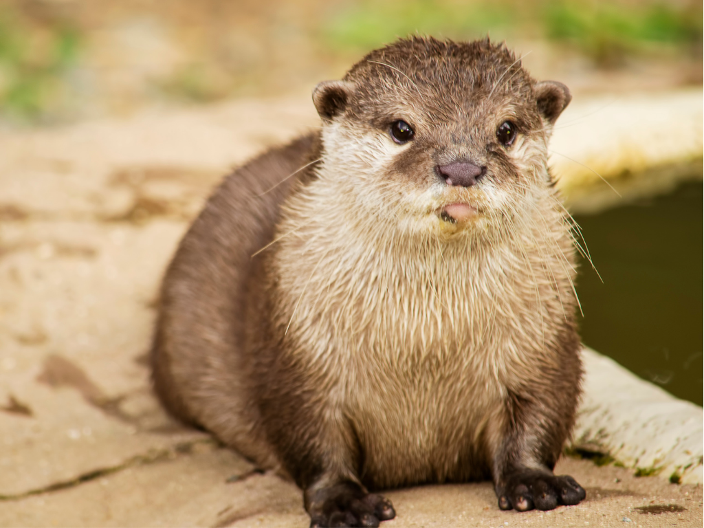 Otter
